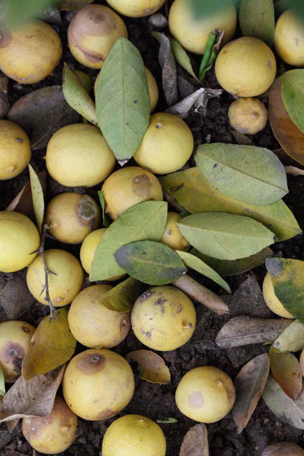            Fruit (Riverside, CA)   